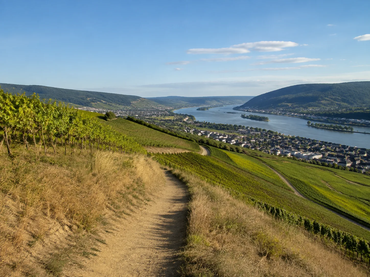 Rochusberg: offene Rebhänge über dem Flusstal