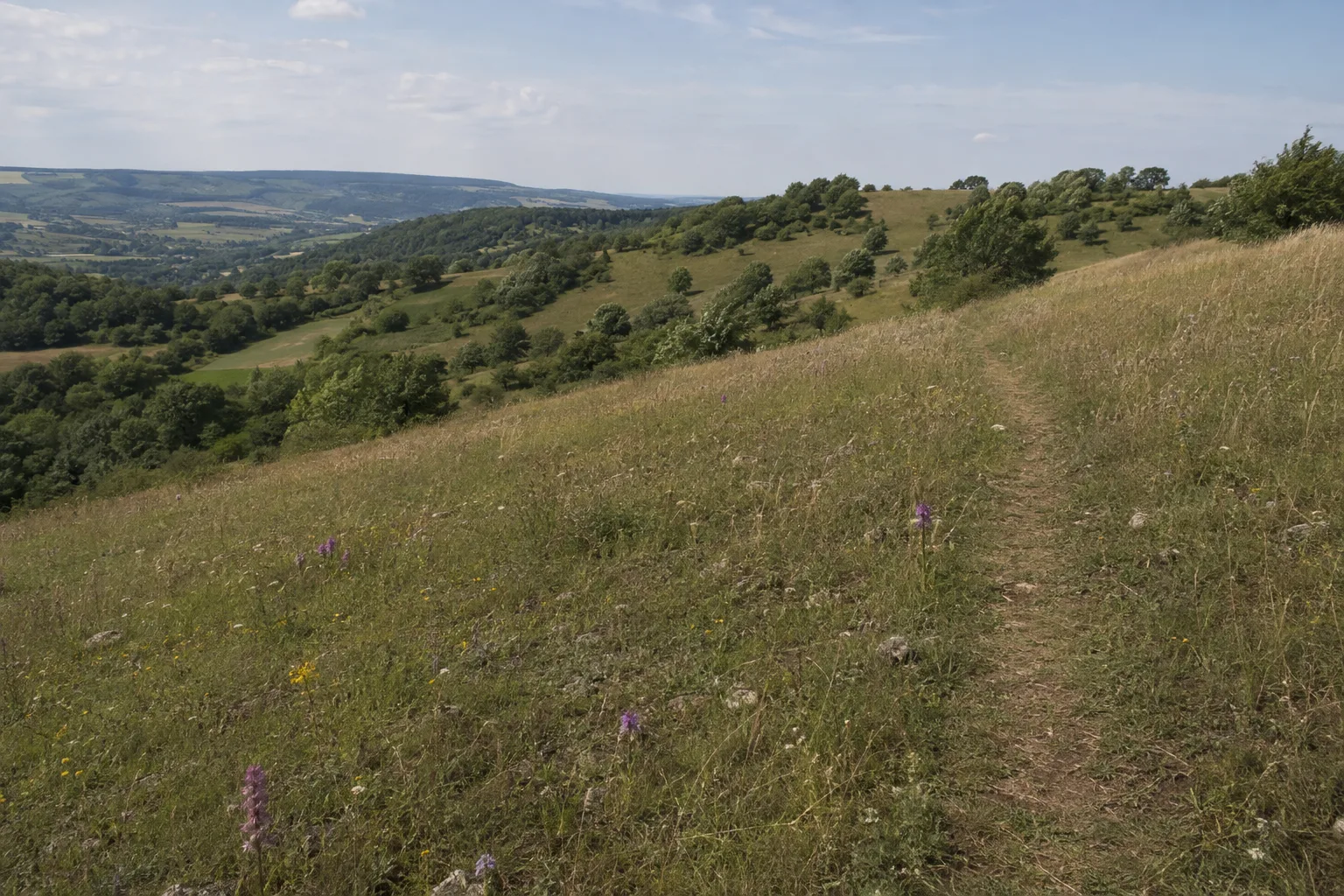 Kalbenberg: lichter Kalkmagerrasen mit Orchideen