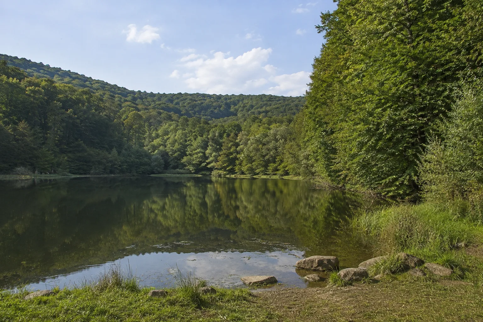 Würzbacher Weiher: Waldsee zwischen alten Buchen