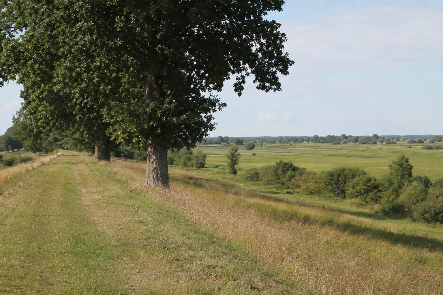 Rühstädter Deichlandschaft: landseitiger Weg an einem grasbewachsenen Deich mit alten Eichen und weiten Wiesen