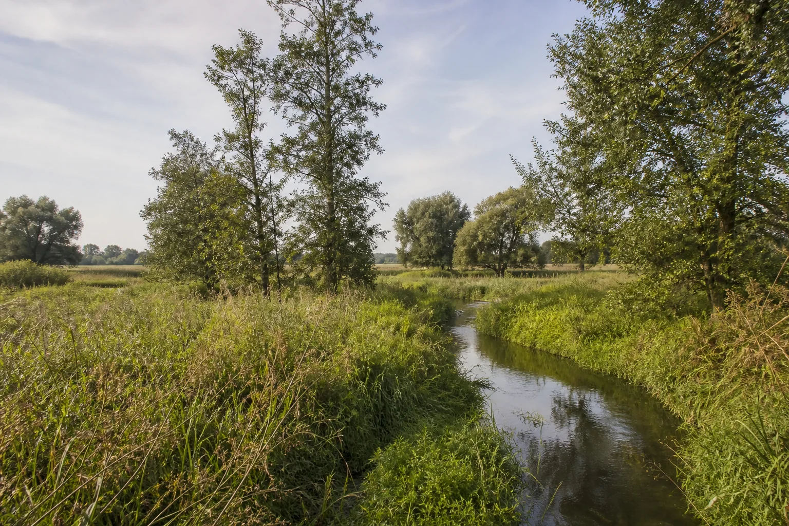 Karthaneniederung: kleiner Flusslauf in flachem Feuchtgrünland mit Erlen und Schilf
