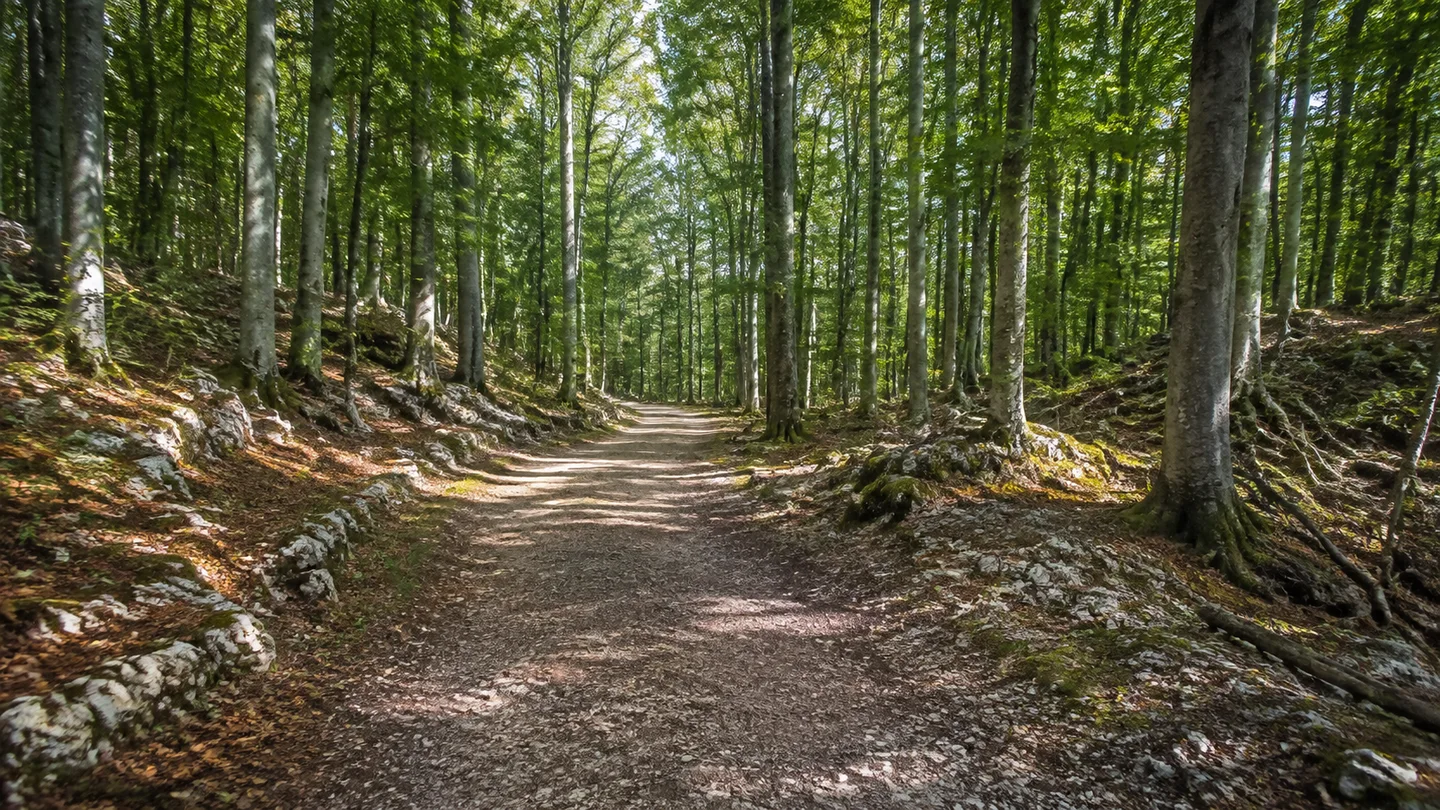 Biosphärenreservat Karstlandschaft Südharz: Roßla am Informationszentrum: Südharzer Buchenkarst: Breiter sicherer Waldweg zwischen Buchen auf sanft unruhigem hellem Gips- und Kalkuntergrund