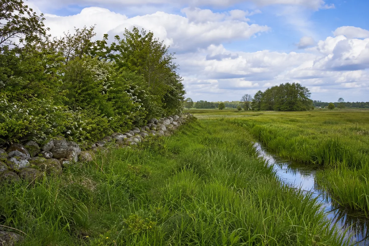 Wallhecken und feuchtes Grünland bei Dechow am Borgmoor