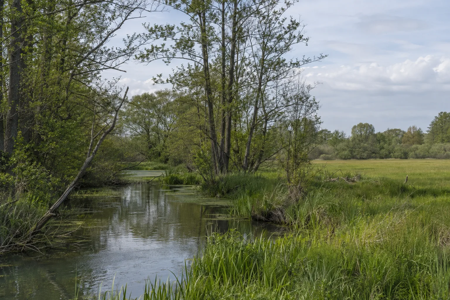 Schlepziger Unterspreewald: Fließarme, Erlenbruch und offene Auwiesen im Unterspreewald