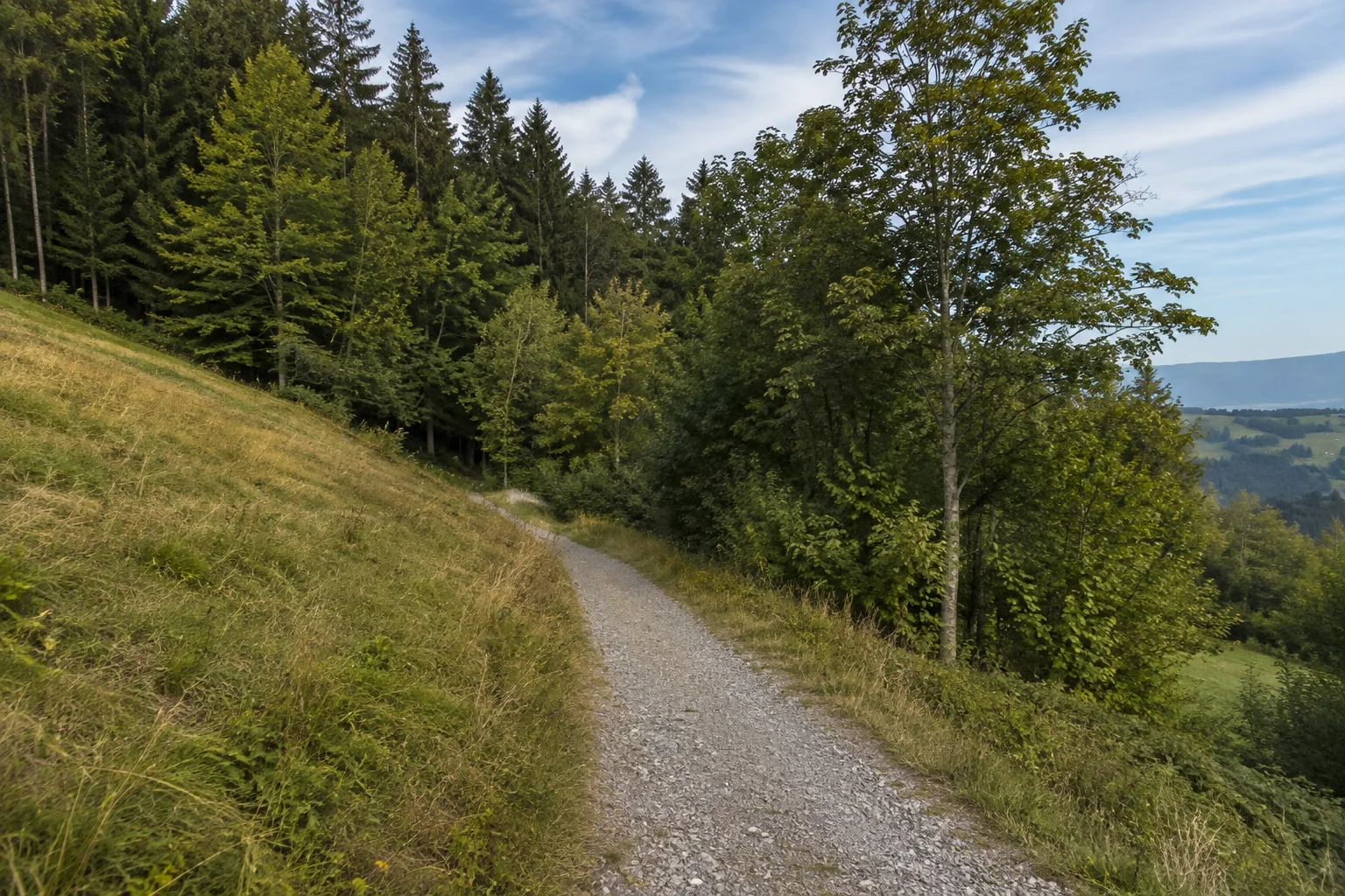 Habischrieder Waldsaum: gekiester Fußweg an einer Hangwiese vor dichtem Bergmischwald, keine Radstrecke.