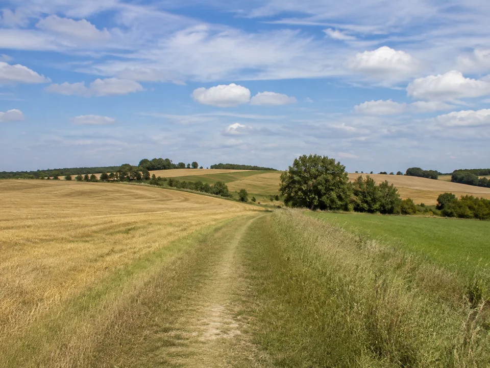Weickersdorfer Feldflur: sanft wellige Äcker mit Feldweg und lockeren Gehölzen unter weitem Himmel