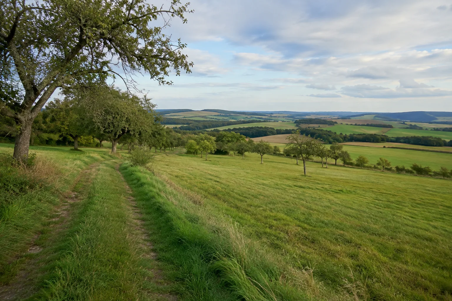 Matzer Obstwiesen: Wiesenweg an alten Obstbäumen mit weitem Blick über sanfte Eifelhügel.