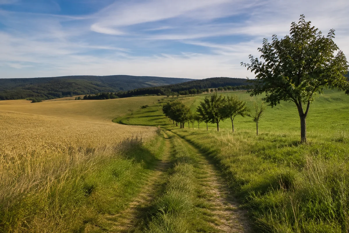 Grasiger Feldweg zwischen hügeligen Äckern bei Heimburg mit vereinzelten Obstbäumen und Harzwald am Horizont