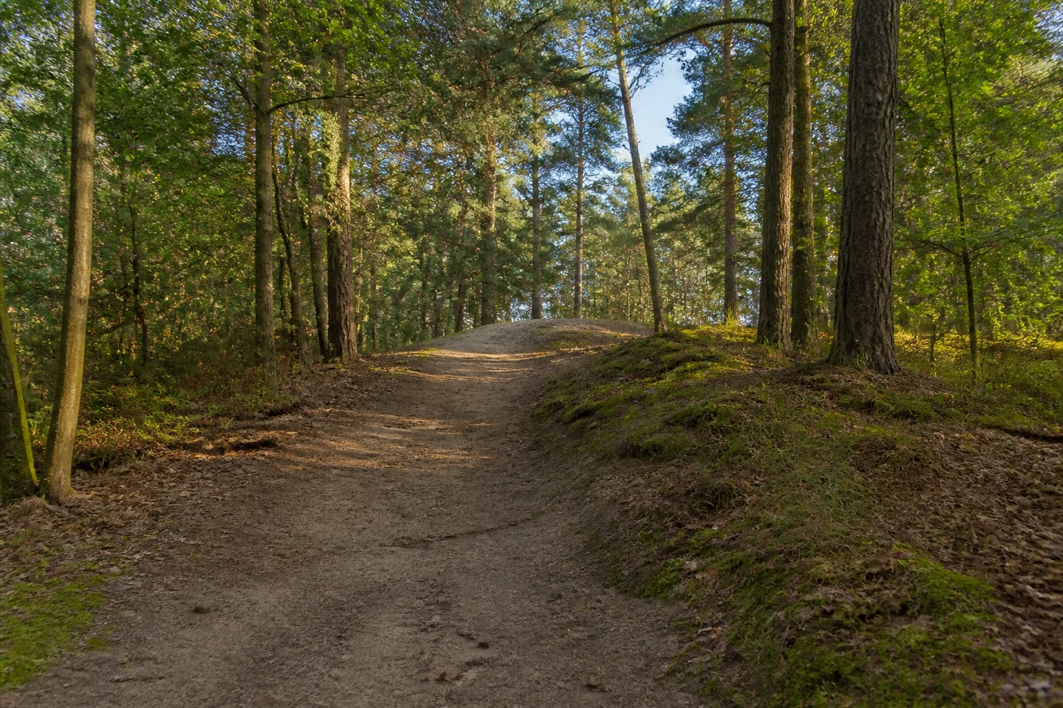 Sandiger Waldweg im Bocholter Stadtwald in Bocholt