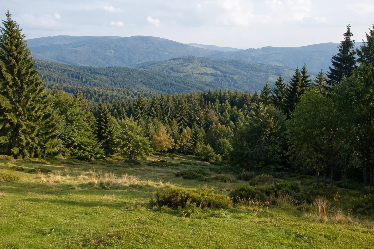 Hochzell: offene Waldlichtung am Arberhang mit gestaffelten Höhen