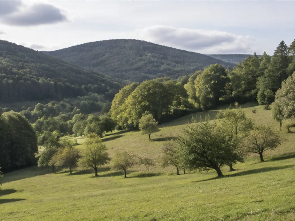 Rühler Schweiz: kleinteilige Obstwiesen unter Waldhängen