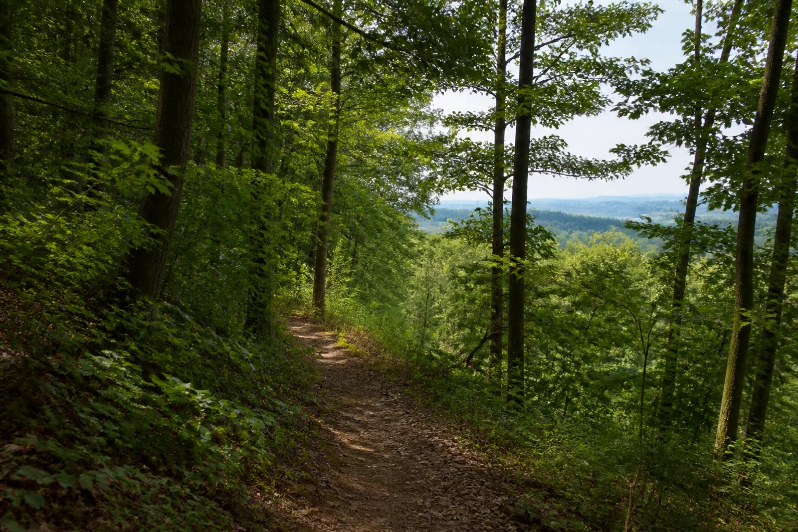 Bewaldeter Hangweg im Ennert bei Bonn