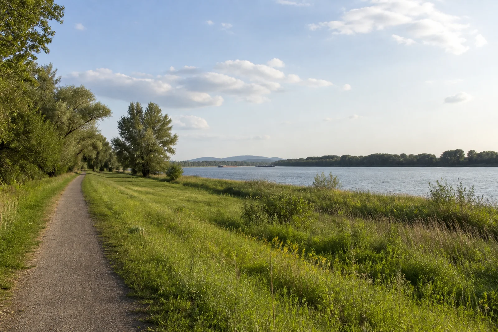 Flacher Uferweg durch die Rheinauen in Bonn