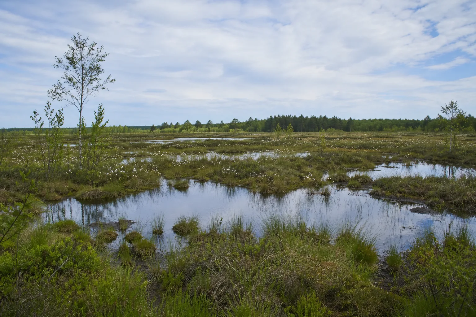 Moor- und Heidelandschaft bei Burlo