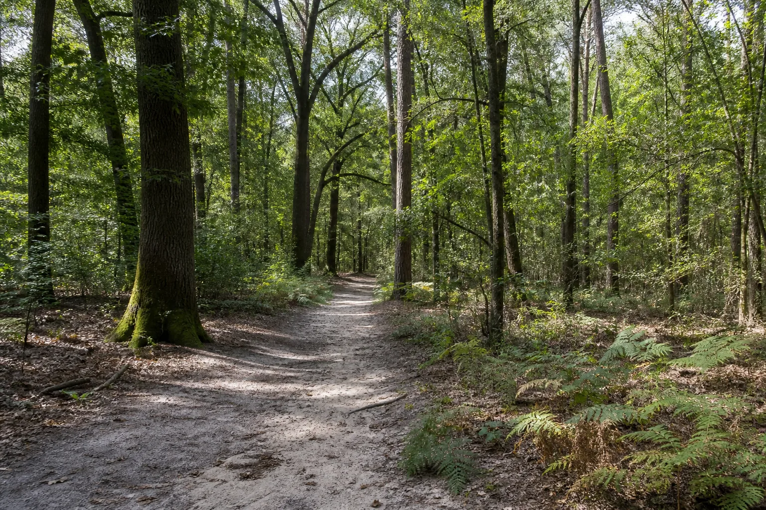 Waldweg im Sternbusch bei Gemen