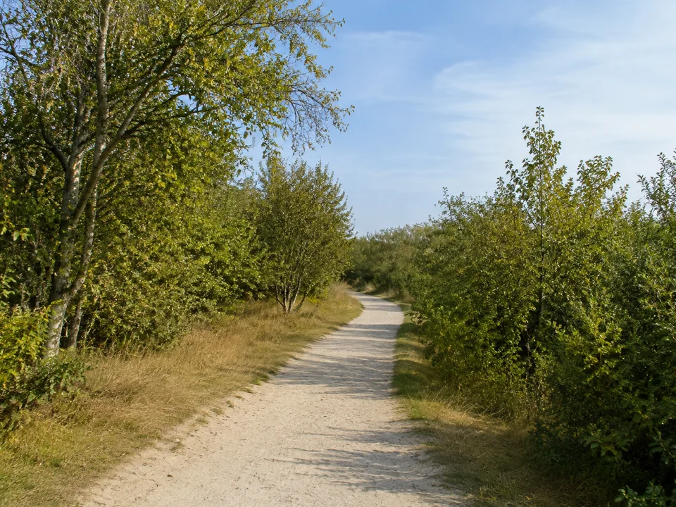 Borkum: Sandiger befestigter Wanderweg durch niedrigen windgeprägten Inselwald mit Birken und Laubgehölzen