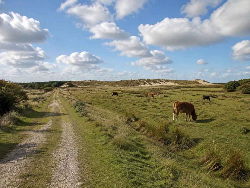 Borkum: Offene grüne Inselweiden mit Rindern, niedrige Dünen im Hintergrund und weiter Wolkenhimmel