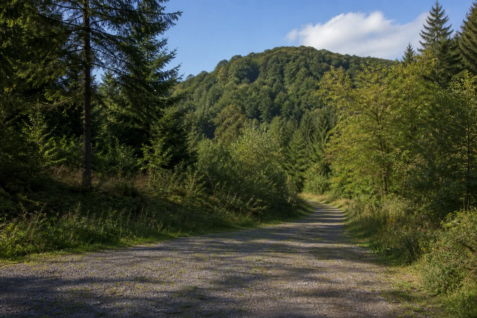 Wanderportal Wehrscheid im Wald