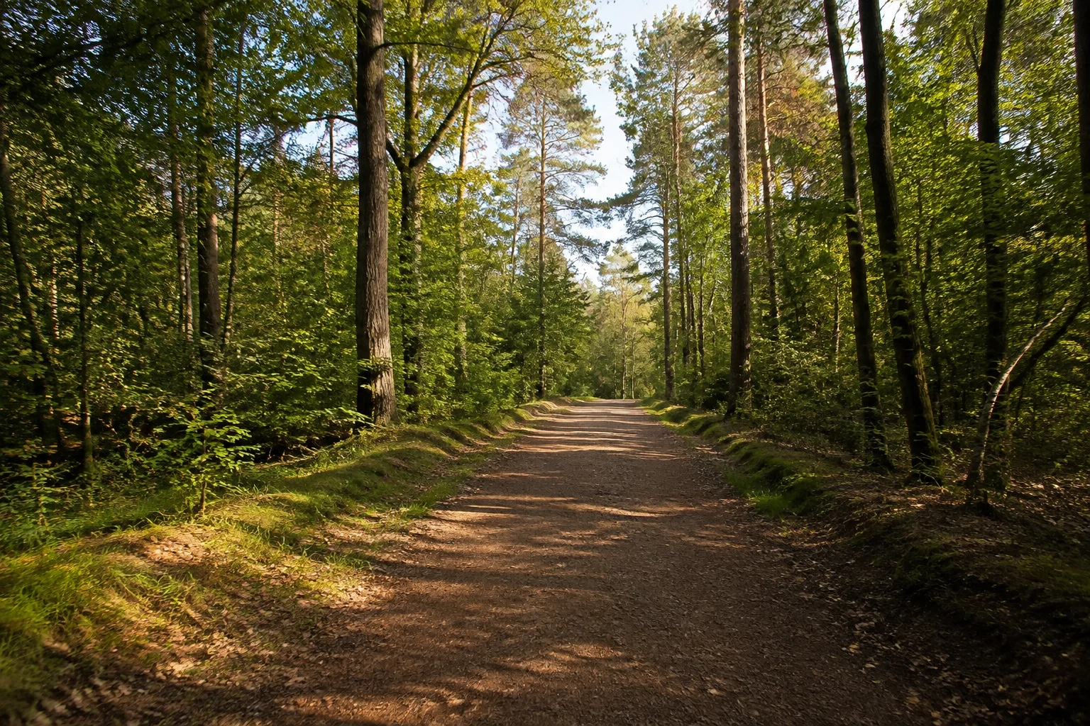 Lichter Mischwald auf dem niedrigen Gehnrücken mit breitem Waldweg