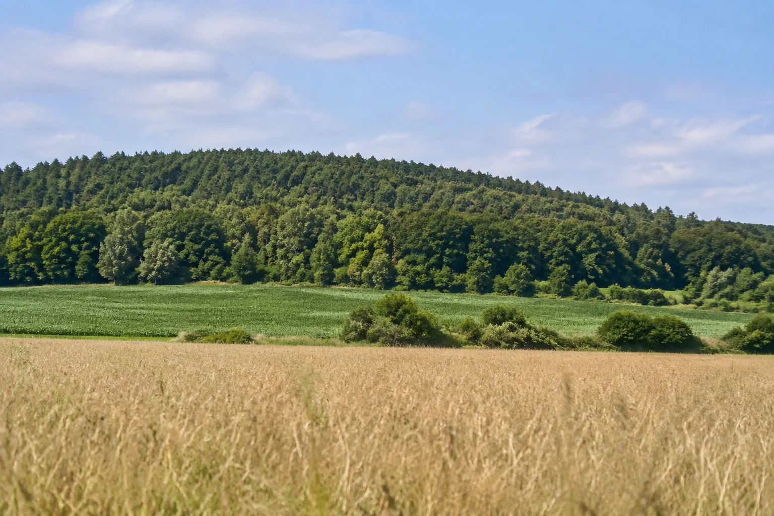 Kalkrieser Berg als niedriger Waldhang hinter offenen Feldern