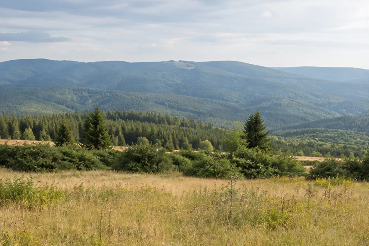 Bergwiesen bei Hohegeiß in Braunlage