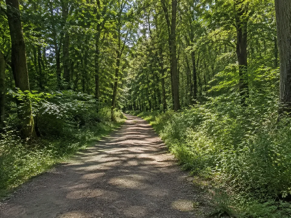 Ebener Querumer Laubmischwald mit breitem Weg und dichtem grünem Unterholz