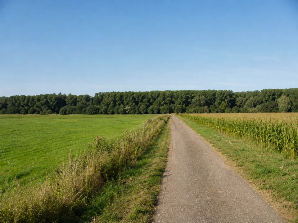 Feldwege bei Gündlingen: Ebener Wirtschaftsweg zwischen Wiesen und Äckern mit geschlossenem Rheinwald am Horizont