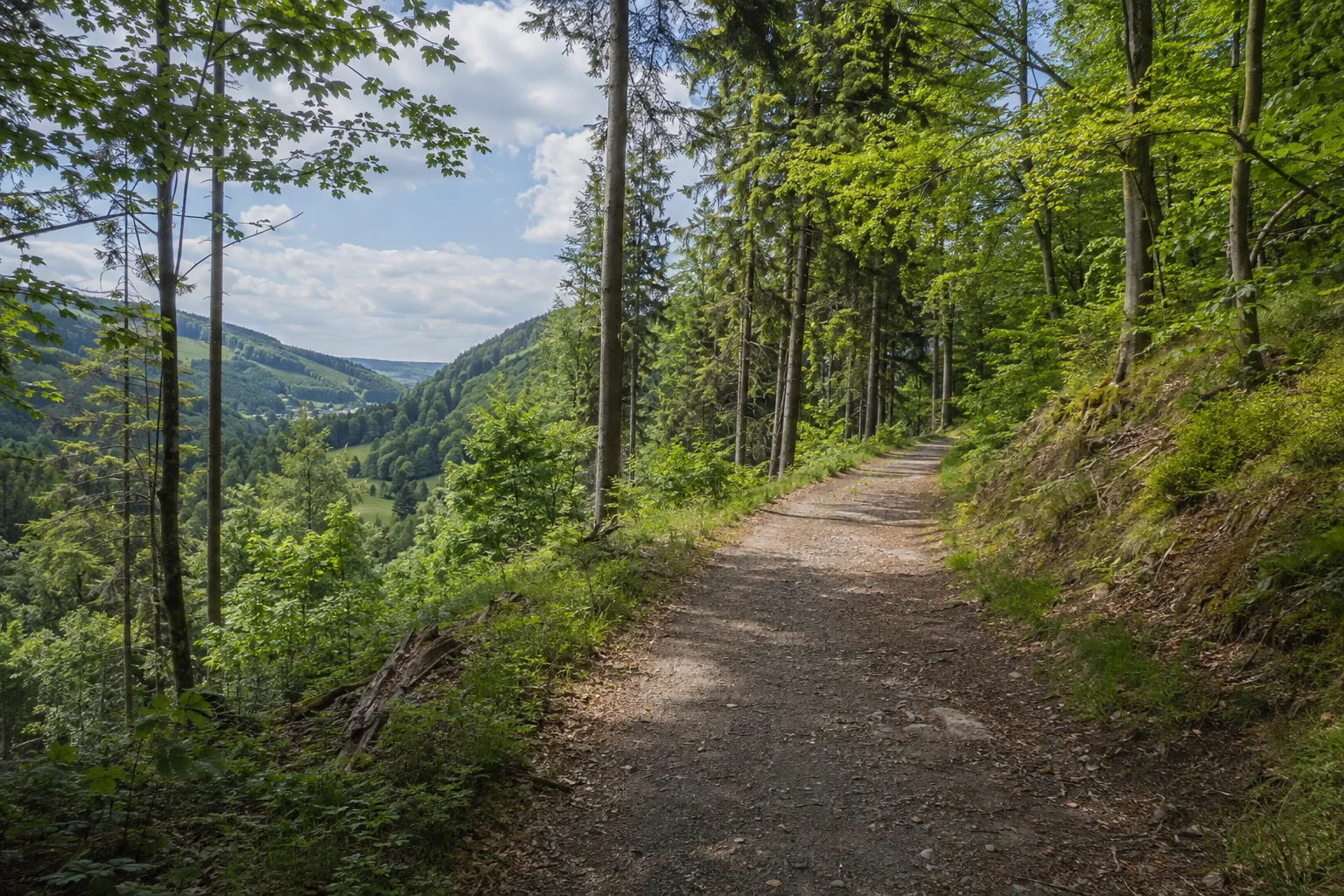 Erlabrunner Waldpfad: breiter naturbelassener Weg in dichtem Mischwald am Talhang