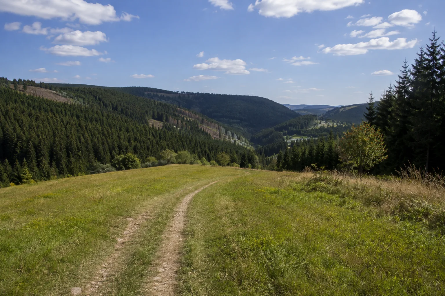 Breitenbrunn/Erzgebirge: Breitenbrunner Waldhänge: Wiesenweg vor dichten Fichtenwäldern auf rundlichen Erzgebirgsrücken