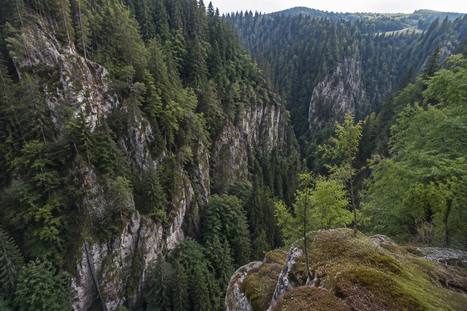 Höllentalrand: steile bewaldete Hänge über der Ravennaschlucht