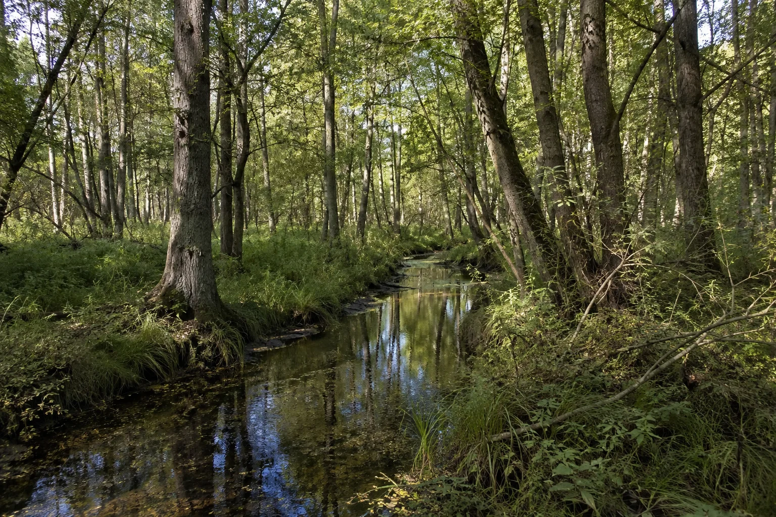 Langsamer Bach im dichten Erlenbruchwald.