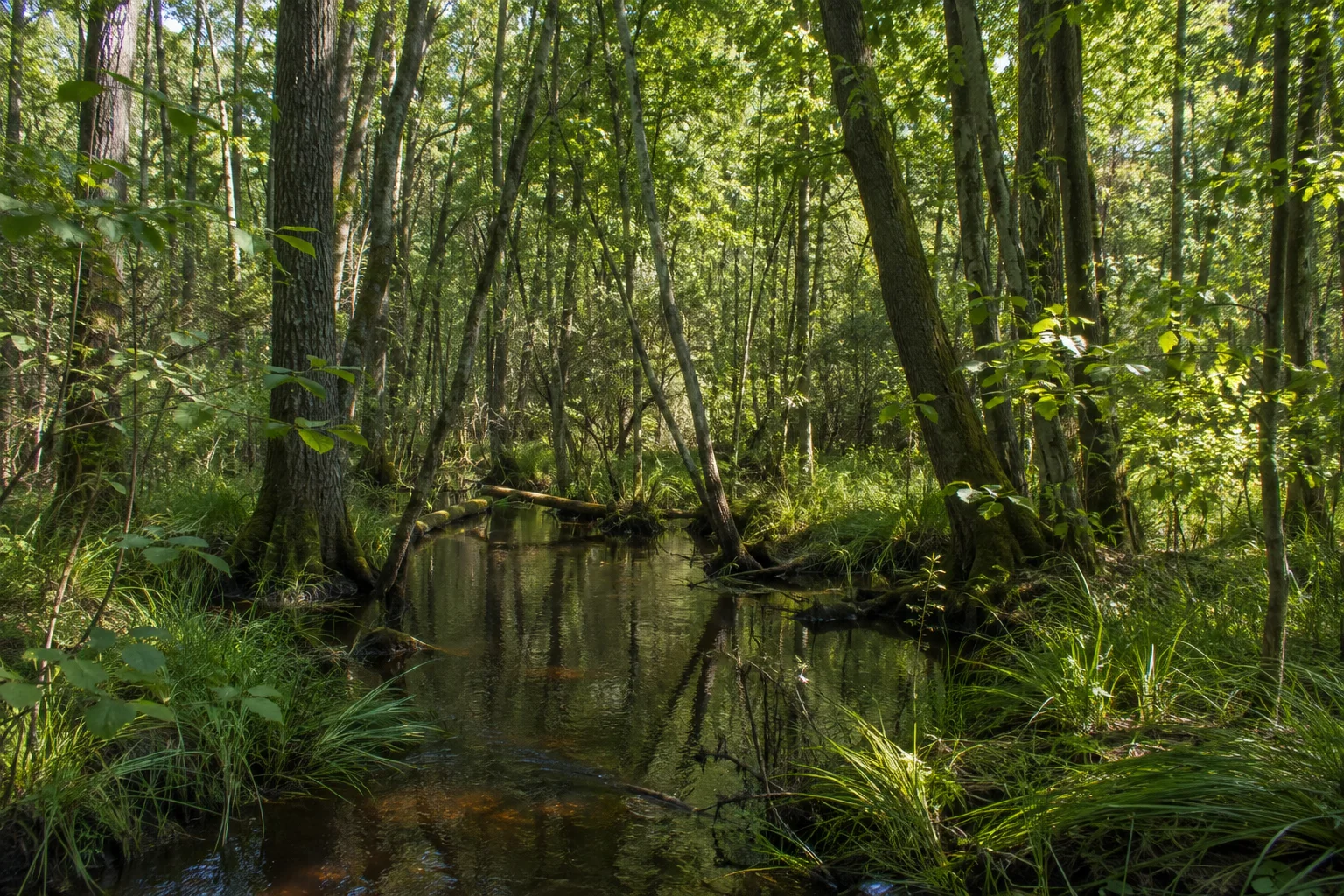 Breiter werdendes Waldtal mit sumpfigen Senken.