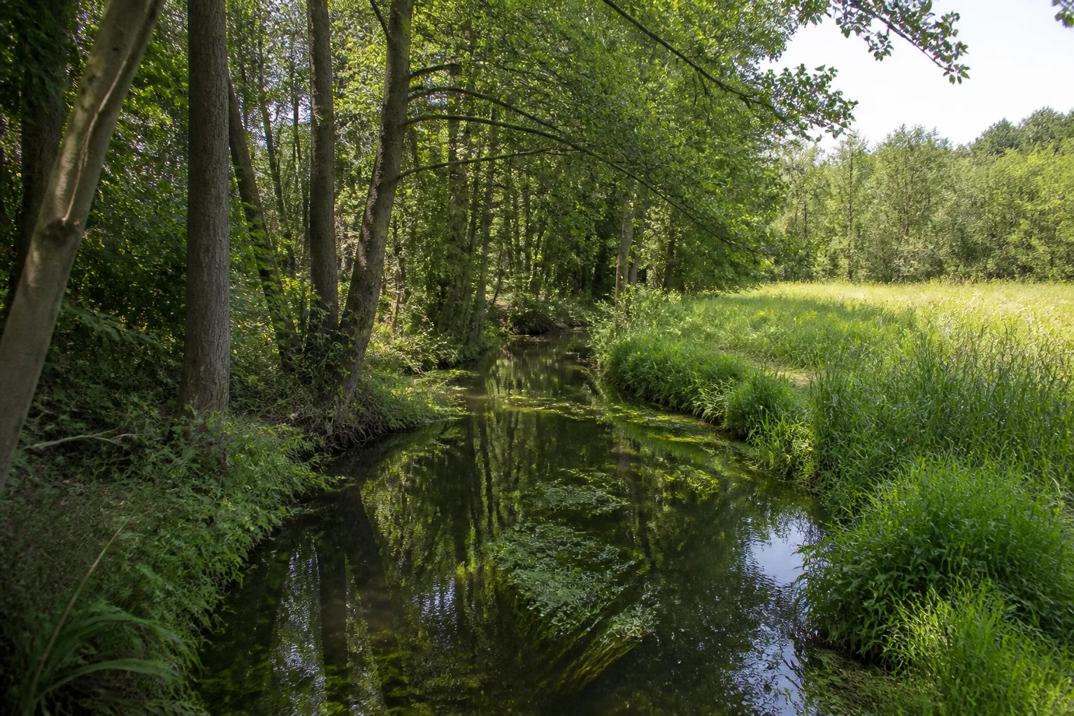 Briesetal: Birkenwerder / Briesesteig: Siedlungsnahes Fließ mit Erlen und feuchten Wiesen.