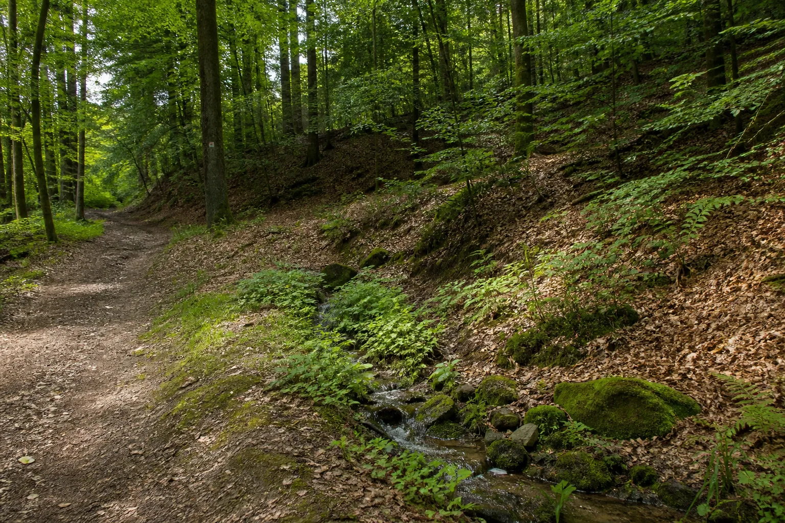 Waldweg an einem kleinen Quellbach nahe der Möhnequelle in Brilon