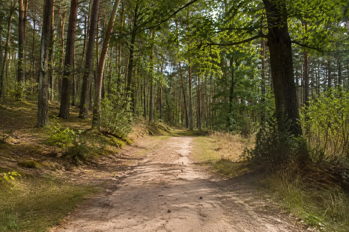 Sandiger Mischwaldweg im flachen Hinterland bei Langlau südlich des Kleinen Brombachsees, Kiefern und Eichen.