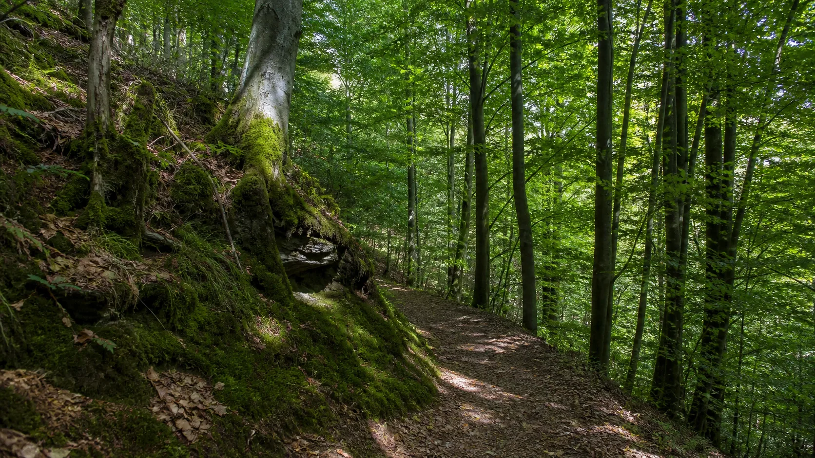 Waldweg zum Hohen Hagen