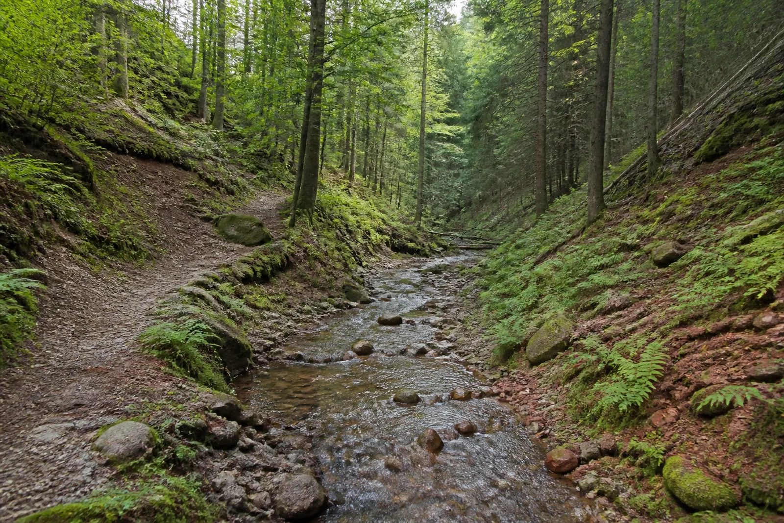 Bachweg im Buchhellertal