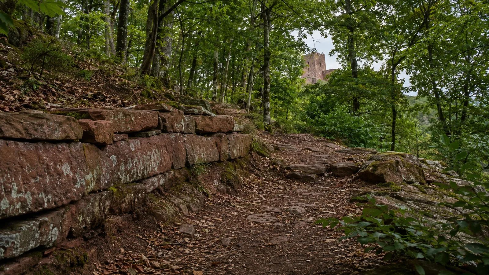 Trifelswald: Mischwaldpfad unter den Burgenbergen