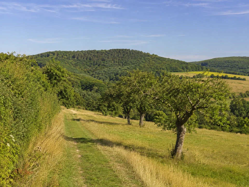 Kulturlandschaft bei Königsberg: Wiesenweg oberhalb Königsbergs in Bayern mit Obstbäumen, Hecken und bewaldetem Höhenrücken