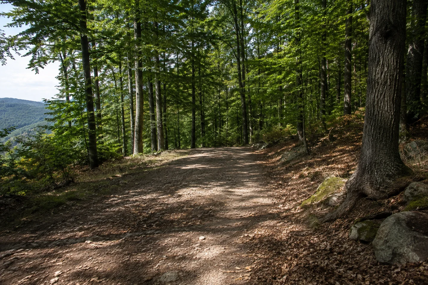 Breiter unbefestigter Weg durch Buchen und Eichen am hügeligen westlichen Odenwaldrand oberhalb von Weinheim; Laubstreu und vereinzelte Granitsteine.