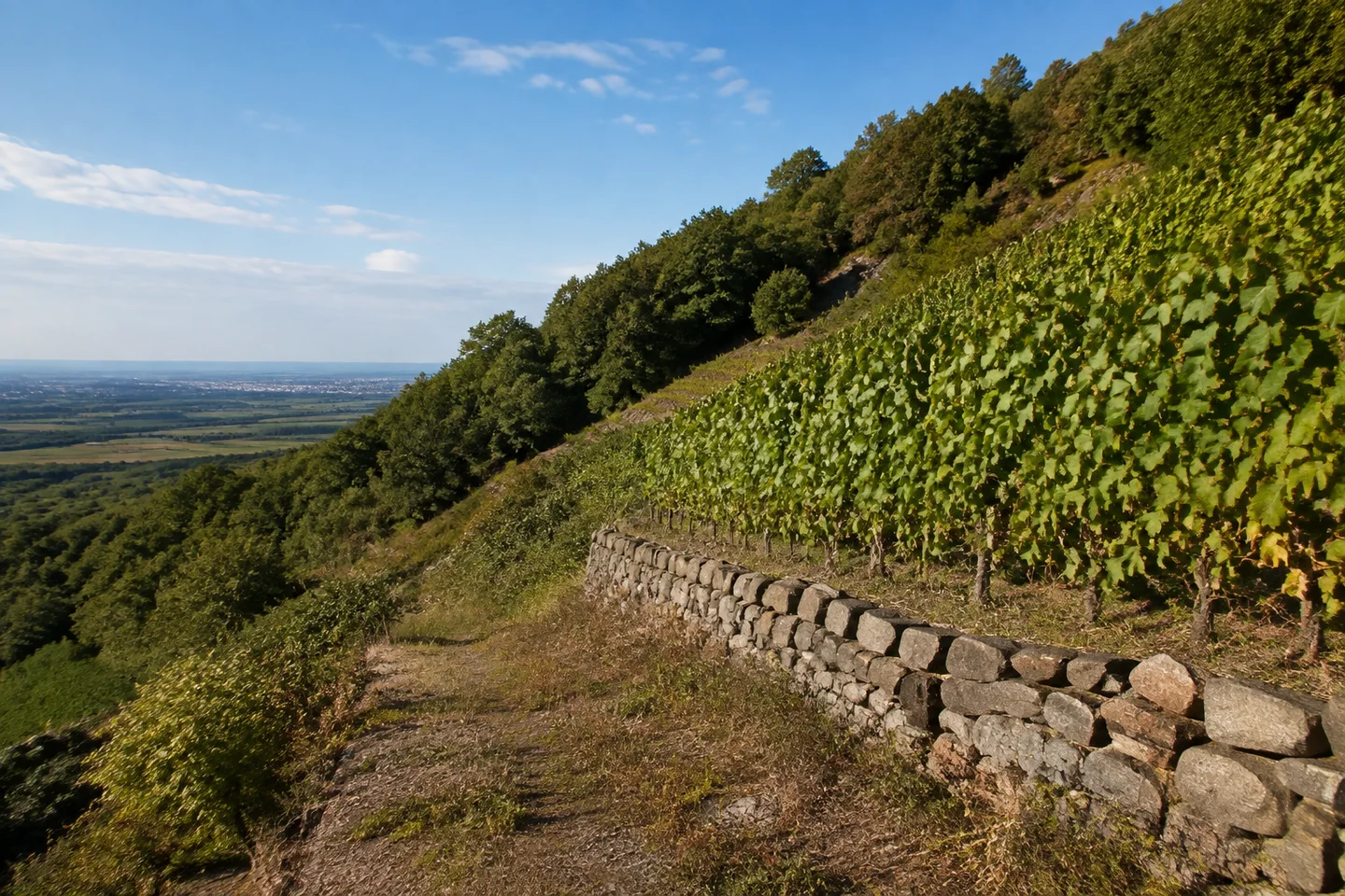 Naher Blick entlang grüner Reben am Kuhberg bei Schriesheim, niedrige Trockenmauer, bewaldeter Hang und weiter offener westlicher Horizont.
