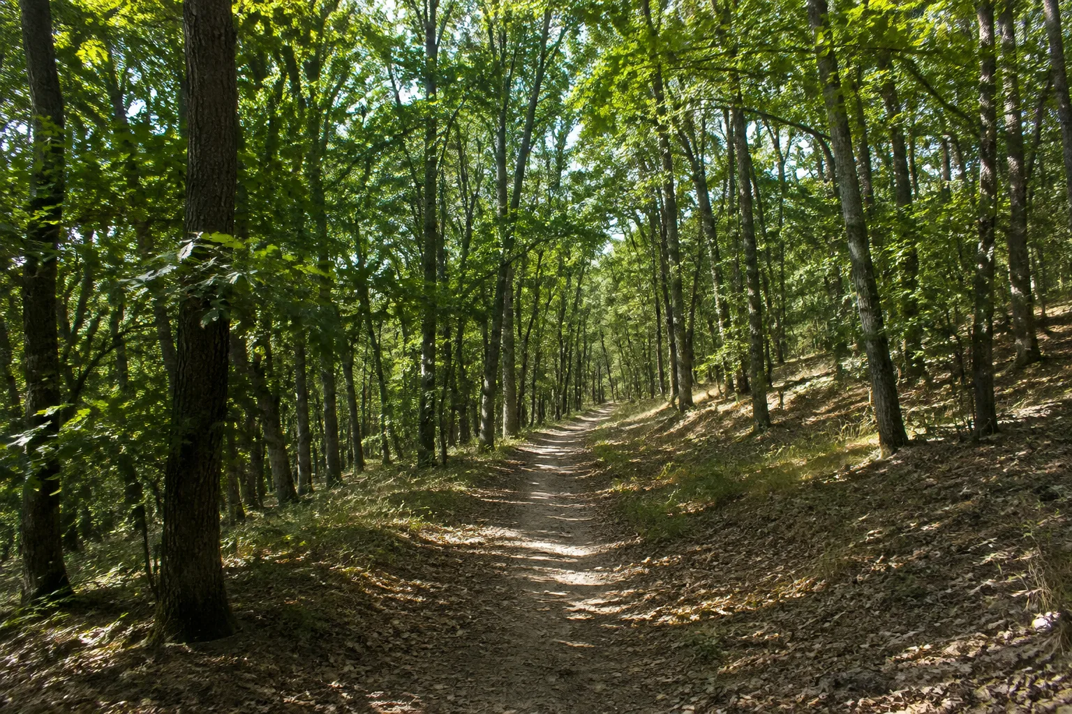 Rabensteiner Waldraum: ruhiger Wanderweg durch Laubwald auf einem niedrigen trockenen Höhenrücken