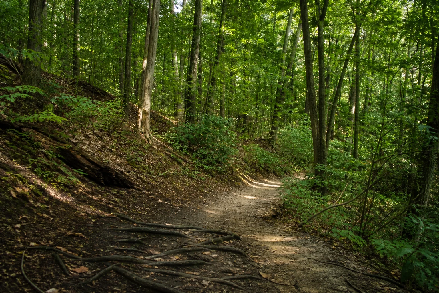 Wurzeliger Waldweg im Langeloh in Castrop-Rauxel