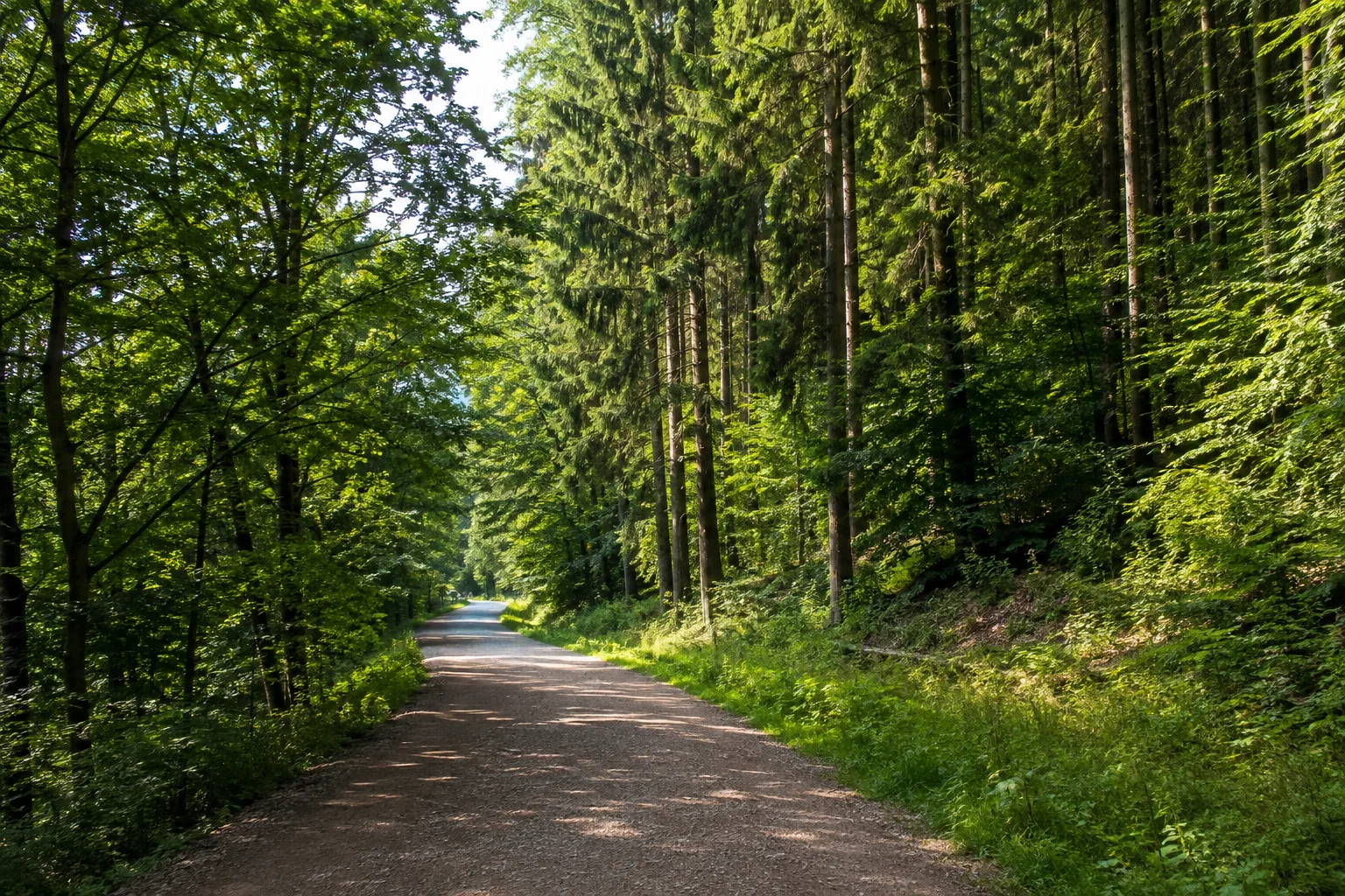 Chemnitz: Oberrabensteiner Wald: breiter befestigter Waldweg unter Laub- und Nadelbäumen am westlichen Chemnitzer Stadtrand