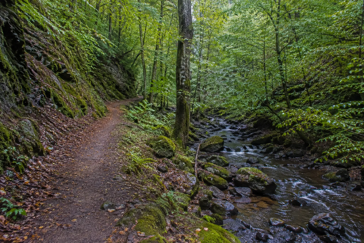 Moselhöhen: Wald- und Rebhänge über einer Schleife