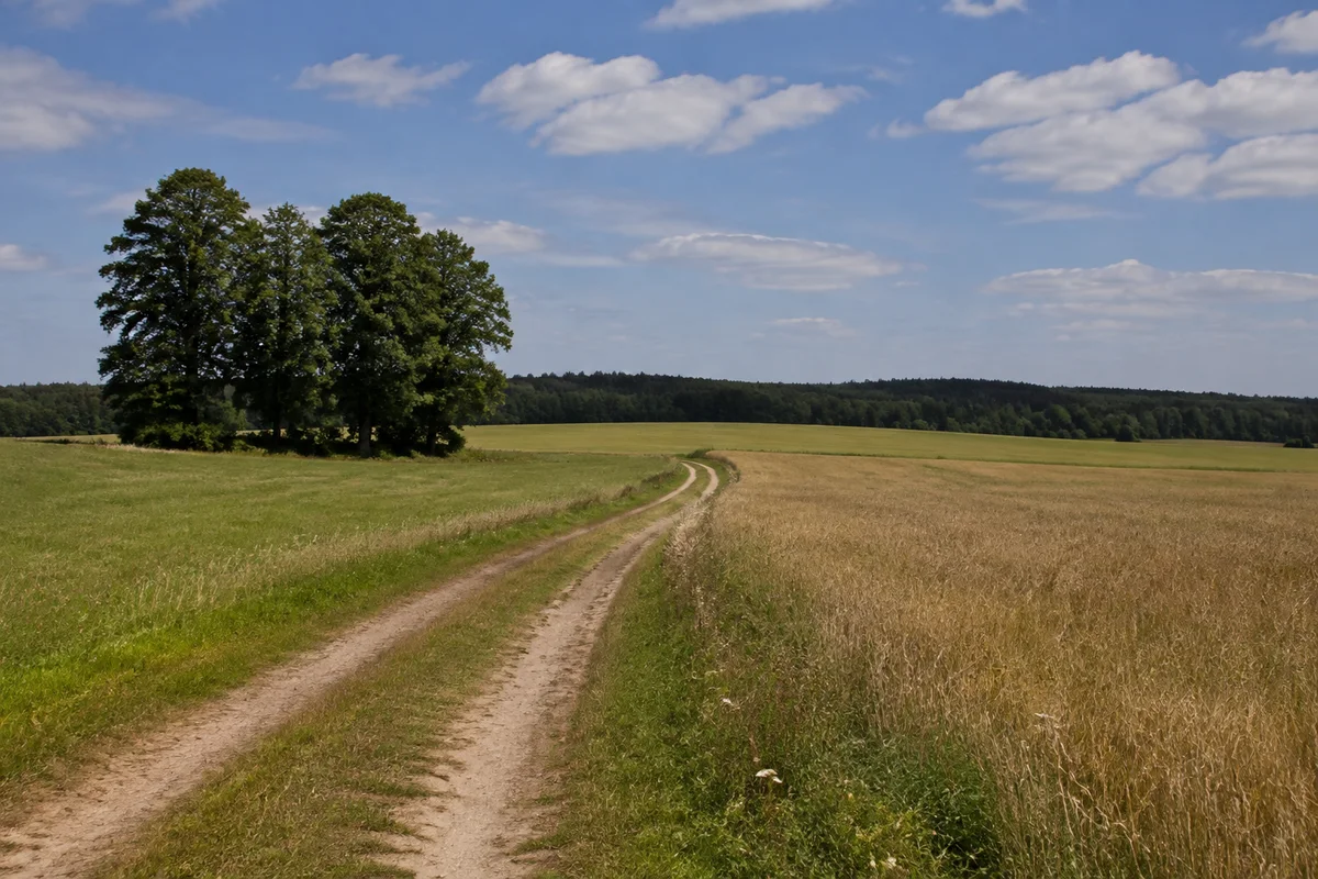 Zschadraß: offene hügelige Hochfläche mit Feldweg, Baumgruppe und niedrigem Waldhorizont
