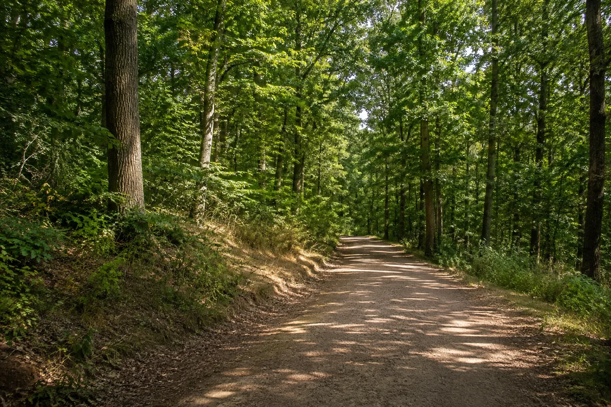 Colditz: Colditz Markt: Colditzer Tiergarten: alter Laubmischwald auf sanften Hängen mit breitem unbefestigtem Weg