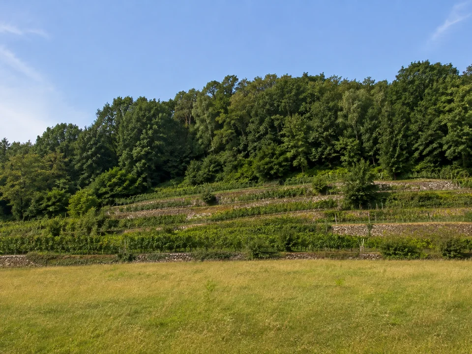 Sörnewitzer Rebhänge: niedrige steile Weinbergterrassen hinter offener Wiese, Natursteinmauern und dichter Wald auf der Kuppe