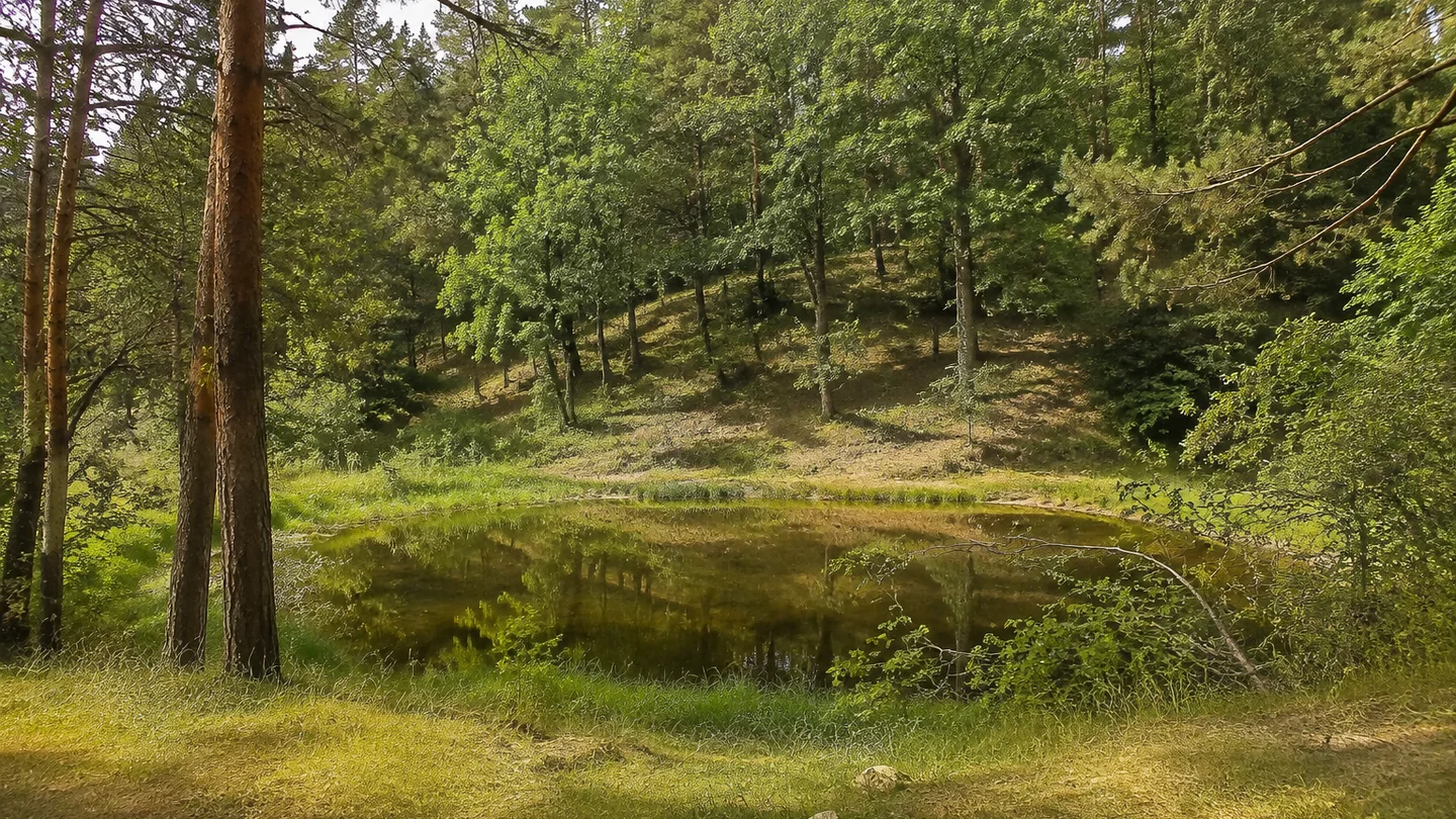 Coswig (Sachsen): Coswig: Spitzgrund: kleiner Waldteich unter Kiefern und Eichen am Fuß eines niedrigen bewaldeten Hangs