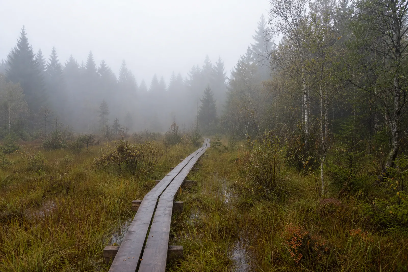 Bohlenweg im Dahlemer Moor
